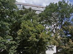 Lacul Tei stradal vav Facultatea de Constructii,langa Parcul Tei